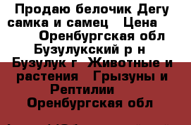 Продаю белочик Дегу самка и самец › Цена ­ 1 000 - Оренбургская обл., Бузулукский р-н, Бузулук г. Животные и растения » Грызуны и Рептилии   . Оренбургская обл.